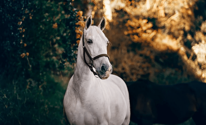 intolerance aux allergènes du cheval